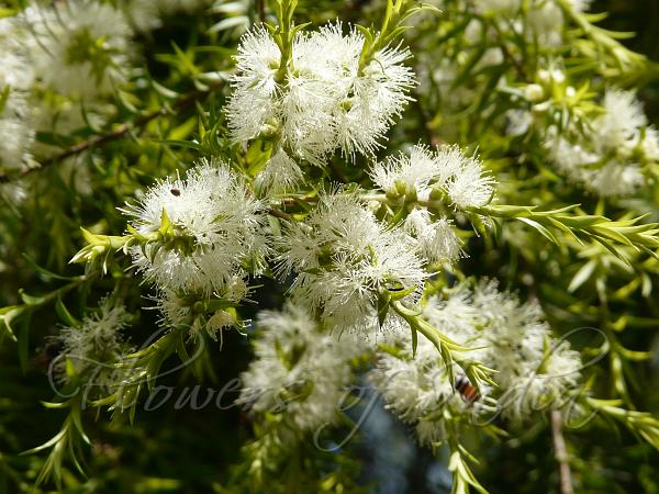 Golden Bottle Brush